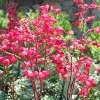 Coral Bells