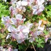 Hardy Geranium