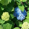 Hydrangea Endless Summer