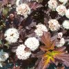 Physocarpus Center Glow