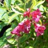 Weigela French Lace